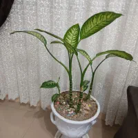 گل و گلدان