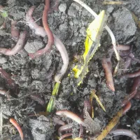 کرم خاکی برای ماهیگیری