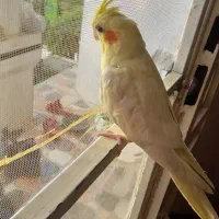 عروس هلندی|پرنده|آبپخش, |دیوار