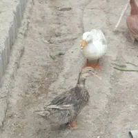 ۳۰۰۰/۰۰|حیوانات مزرعه|شوش, |دیوار