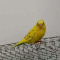 مرغ عشق|پرنده|کرمانشاه, |دیوار