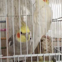 عروس هلندی