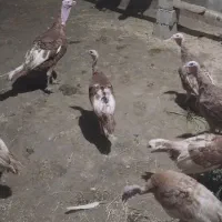 بوقلمون