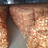 بذرفلات زرد