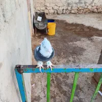 کبوتر شازده ابی