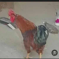 یک عدد خروس