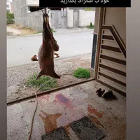 خرید دام زنده  از بازار دام و قصابی در محل