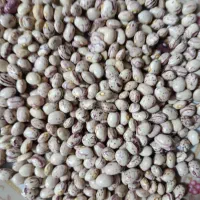 لوبیا چیتی|خوردنی و آشامیدنی|شیراز, باغشهر اهل بیت|دیوار