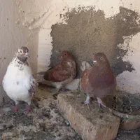 کبوتر گرفتنی|پرنده|قم, آزادگان|دیوار