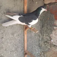 کبوتر پرشی و جفتی دم سفید و سار|پرنده|بجنورد, |دیوار