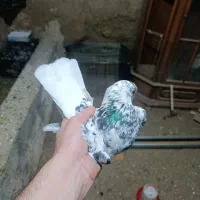 سوسکی دم سفید نر،کله ای