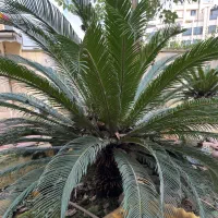 سیکاس ۱۴ساله|گل و گیاه طبیعی|لاهیجان, کوی خزر|دیوار