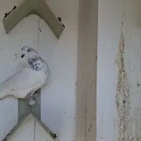 کبوتر تهرانی نر و ماده