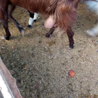 بز نژاد عالی شیری وگوشتی