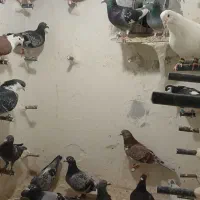 فروش پرنده|پرنده|شیروان (خراسان), |دیوار
