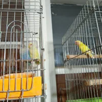 طوطی برزیلی|پرنده|ماهدشت, |دیوار