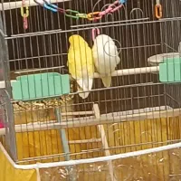 پرنده کوتوله