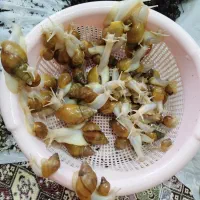 حلزون پرورشی نژاد آفریقایی آچاتینا فولیکا آلبینو|خزنده|تهران, جی|دیوار