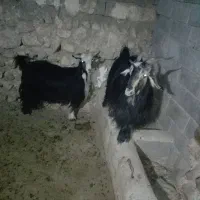 بز داشتی گله داری