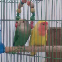 دوعدد طوطی برزیلی خوشگل و شیطون