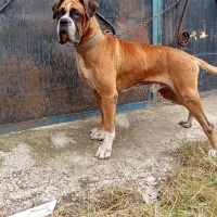 واگذاری یک عدد باکسر نر کیفیت بالا|سگ|رشت, گیل|دیوار