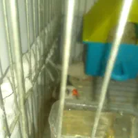 فروش عروس هلندی ، فنچ، مرغ عشق|پرنده|ابهر, |دیوار