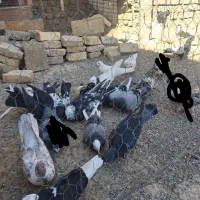 یک کوله کفتر  پرشی ملاقی پاکستانی