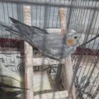 حراج عروس هلندی|پرنده|ری, عباسآباد|دیوار