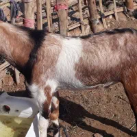 نری خب و گوشتی|حیوانات مزرعه|فین, |دیوار