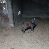 کهره|حیوانات مزرعه|مرودشت, رودبال|دیوار