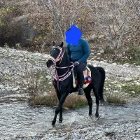 نریون عرب خالص