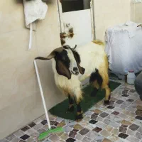 فروش چپش|حیوانات مزرعه|دوگنبدان, |دیوار