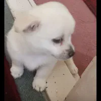 روباحی 2/5ساله جفت خورده باپامرین خرسی|سگ|زنجان, |دیوار