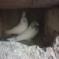 باعرض سلام خدمت عشق بازان عزیز|پرنده|دورود, |دیوار