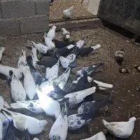 کبوتر های ساعتی