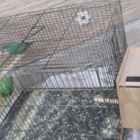 طوطی برزیلی جفت نر ماده همراه با قفس و وسایل|پرنده|تهران, هاشم‌آباد|دیوار