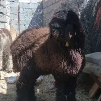 یک عدد بره ماده