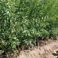 نهال|عمده‌فروشی|میاندوآب, |دیوار