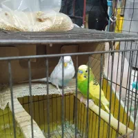 مرغ عشق|پرنده|آستانه اشرفیه, |دیوار