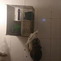 عروس هلندی بشرط کینگ سایز کارداده
