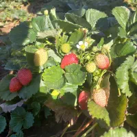 نشا توت فرنگی