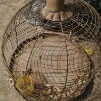 قفس پرنده