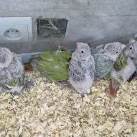 گیرینچیک سرلاکی|پرنده|سمنان, |دیوار