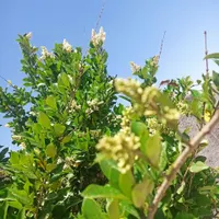 باغ و باغچه ۱۷۵ متری انشعابات تکمیل|فروش زمین و ملک کلنگی|تهران, امیریه|دیوار