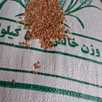 گندم بذری