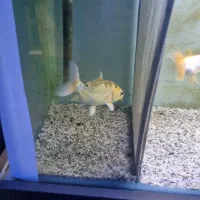 ماهی کوی پوست چرم ماده|ماهی|شهریار, شهریار|دیوار