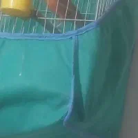 ۱جفت قناری سرخ سوخته نربخون و۳عددگلبسرافغان نربخون