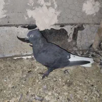 دم سفید و سینه سیاه