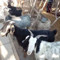 بز جوان آبستن سه ماهه|حیوانات مزرعه|دهدشت, |دیوار