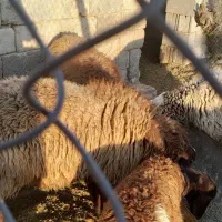 بره نر|حیوانات مزرعه|مرودشت, ثبت احوال|دیوار